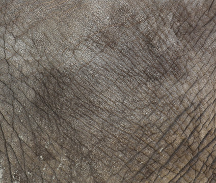 texture of elephant skin.