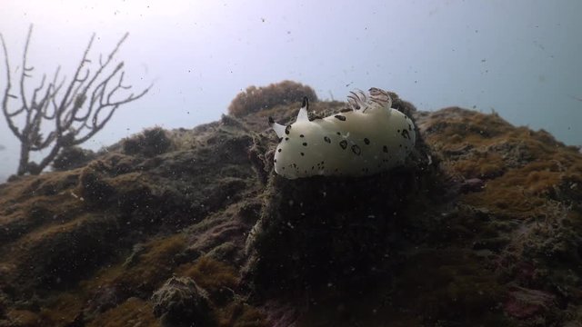 Dotted nudibranch (Jorunna funebris)