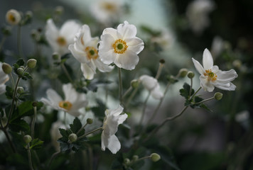 Weisse Anemone
