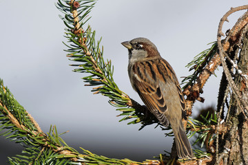 Haussperling im Winter