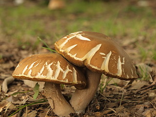 ヤマドリタケモドキ