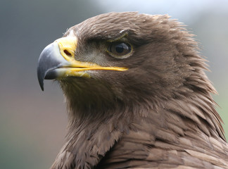 eagle portrait.