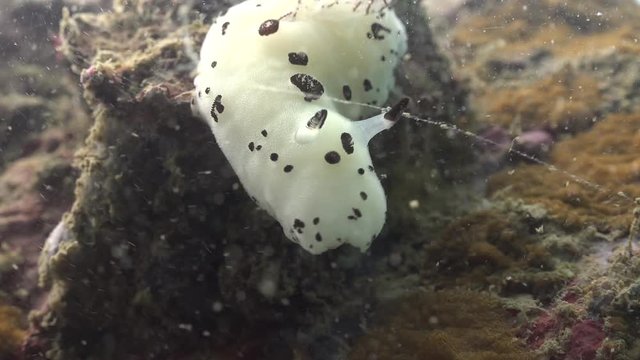 Dotted nudibranch (Jorunna funebris)