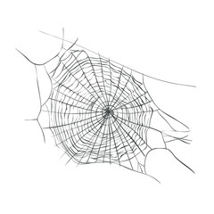 Web Spider Vector Illustration. cobweb sketch