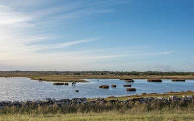 The agricultural landscape of southern Oland in Sweden is a UNESCO World Heritage site due to its unique biodiversity