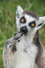 Ring tailed lemur