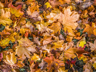 Autumn orange and red leaves outdoor on grass. Background concept. Top view from above.