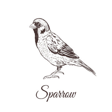 Sparrow sketch vector illustration. A series of drawings of birds. Sparrow hand drawing