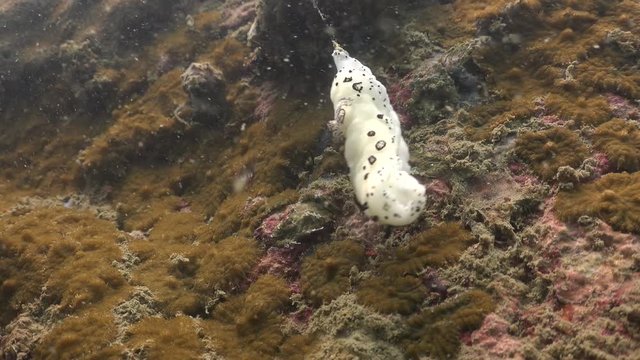 Dotted nudibranch (Jorunna funebris) falls from the stone to the bottom. It falls on a sea urchin