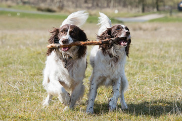 Playful springer spaniels carrying a stick during a walk through fields in the UK