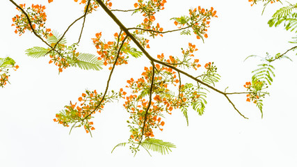 branches with green leaves and red flower with white sky as the background