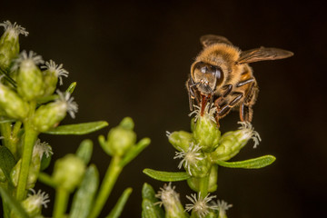 Bee pollinating flower