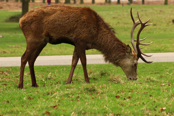 Deer eating