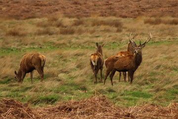 Deers at the park
