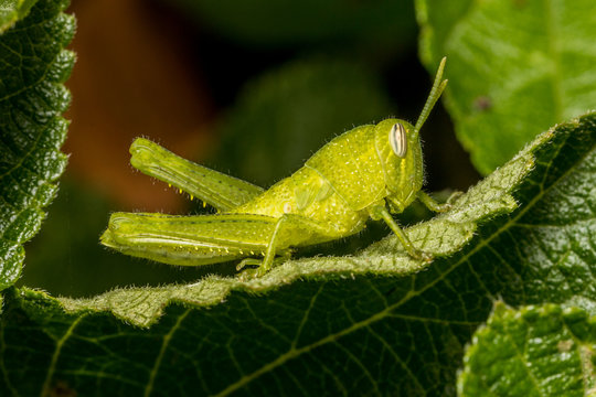 Green Grasshopper Nymph