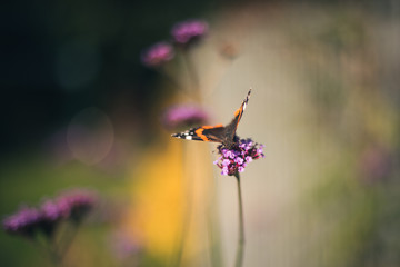 autumn butterfly