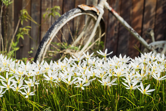 White Autumn Zephyrlily flowers near bicycle