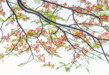 branches with green leaves and red flower with white sky as the background