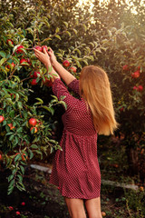 Girl is picking red apples in orchard