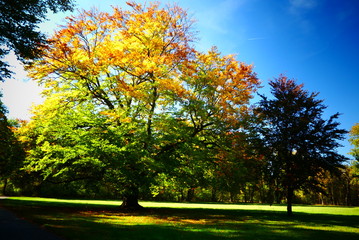 Fototapeta premium herbstliche Baum