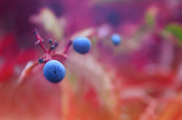 Wild, decorative grapes