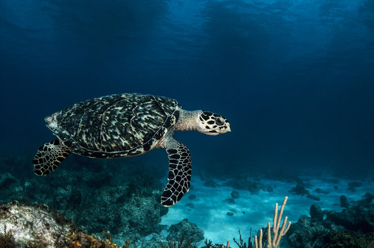 Beautiful Turtle Shell