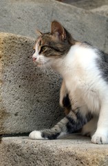 Cat on a street