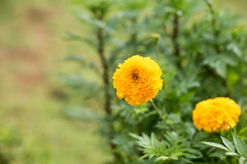 Beautiful marigold flower in garden.