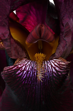 Photographed macro flower Iris
