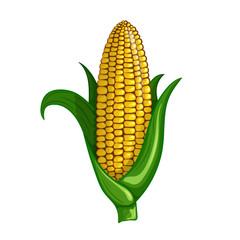 A cot of delicious sweet corn. Vector color illustration