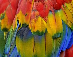 Bautiful red, blue and yellow texture of Scarlet macaw parrot bird's wing feathers, fascinated background