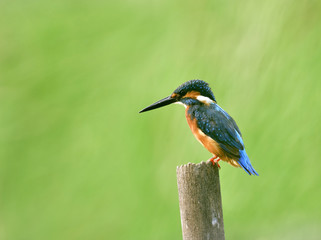 Beautiful blue and turquoise bird, Common Kingfisher (Alcedo atthis) sitting on bamboo perch in stream over blur green background while fishing