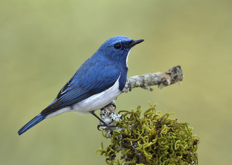 Beautiful blue bird perching on mossy branch over far blur green background exotic nature, Superciliaris ficedula (Ultramarine Flycatcher)