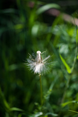 closeup of dandelion on a green background