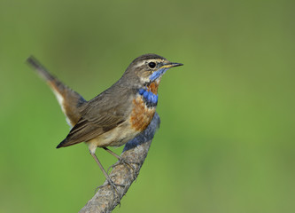 Beautiful blue bird wagging its tail while perching on the branch ready to jump off, Bluethroat (Luscinia svecica)