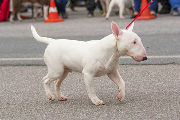 Bull Terrier dog