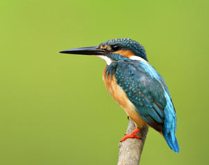 Beautiful blue bird with details of its feathers from head to tail, Common Kingfisher (Alcedo atthis) calmly perching the wooden stick showing its side feathers profile over blur green background