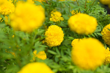 Beautiful marigold flower in garden.