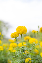 Obraz premium Beautiful marigold flower in garden.