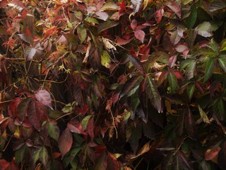 red leaves