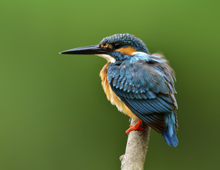 Beautiful blue bird with details of its feathers from head to tail, Common Kingfisher (Alcedo...