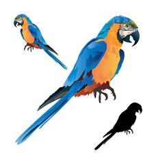 Macaw Parrot © Dariusz Kopestynski