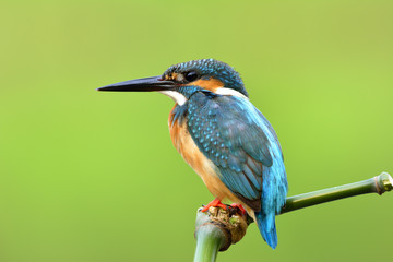 Beautiful blue bird with details of its feathers from head to tail, Common Kingfisher (Alcedo atthis) silence perching on green bamboo stick with very fine shape over blur green background