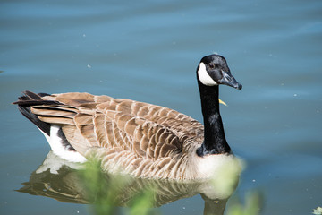 Canada Goose