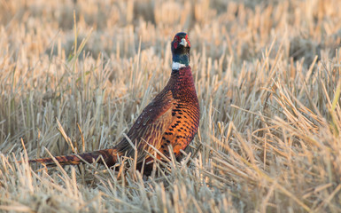 Ringneck Pheasant