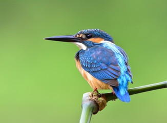 Beautiful blue bird, Common Kingfisher (Alcedo atthis)  perching on a bamboo stick showing its back feathers profile over soft blur green background