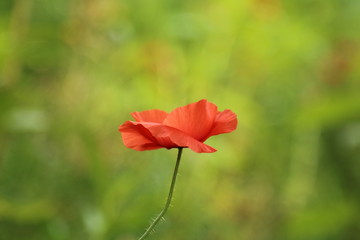 red poppy