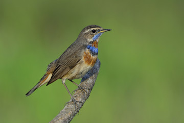 Beautiful brown bird with blue and orange feathers on its hest perching on branch over blur green background, Bluethroat (Luscinia svecica)