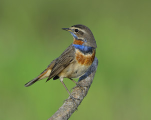 Beautiful brown bird with blue and orange feathers on its hest perching on branch turn his face around over blur green background, Bluethroat (Luscinia svecica)