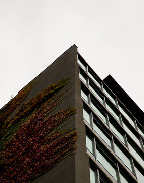 Office Building, Fall Ivy